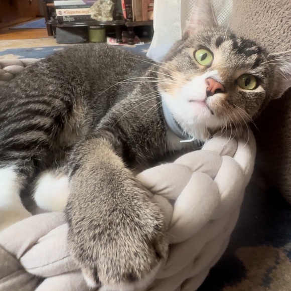 Meet your Posher, Stephanie - Picture 2 of 2